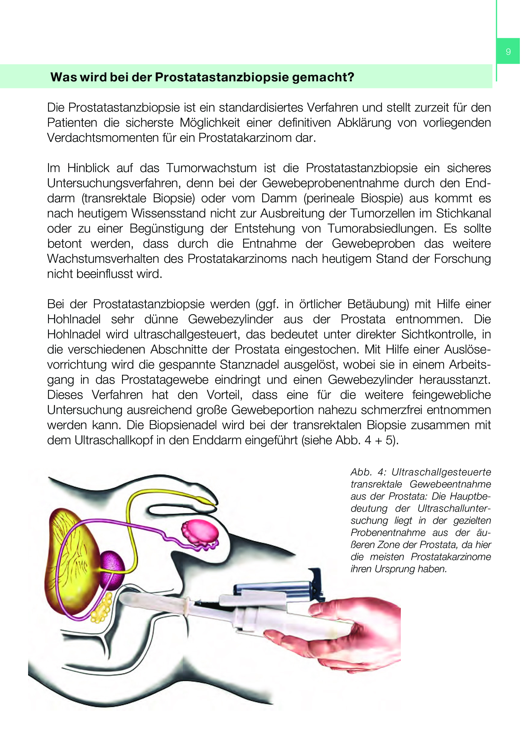 prostataentzündung hund