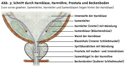 Anatomie der Prostata | Prostata.de