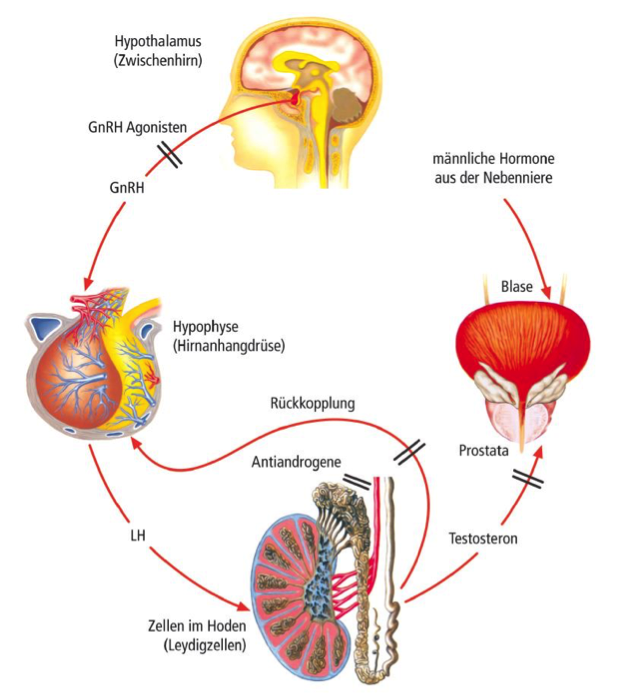 prostata anatomie physiologie
