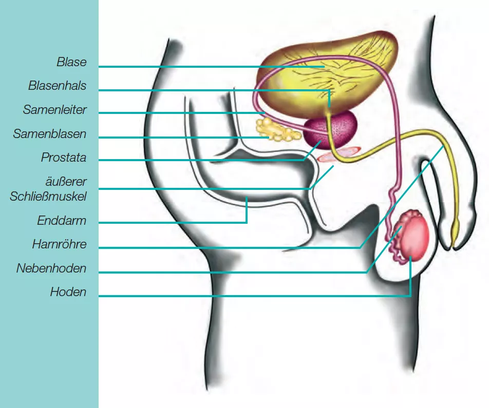 Anatomie der Prostata: Ansicht der Organe im Beckenbereich (Abb. aus: „die Prostatastanzbiopsie – Gewebeentnahme aus der Prostata, Ein Leitfaden für Patienten“, © Prostatazentrum am Universitätsklinikum Münster)